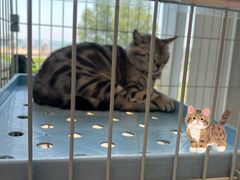 -猫的天空之城概念书店(北戴河蔚蓝海岸店)