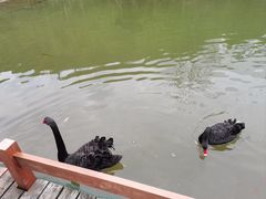 -千岛湖东南湖区