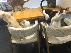 -猫色咖啡·猫咖