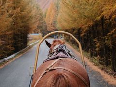 -苏木山森林公园