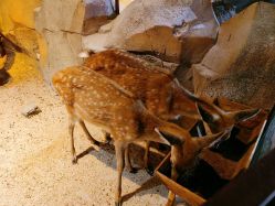 -酷嗒动物文化乐园(cutezoo西溪乐天城店)