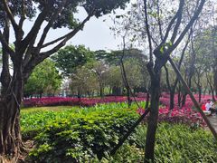 -顺峰山公园