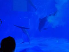 -多彩贵州城极地海洋世界