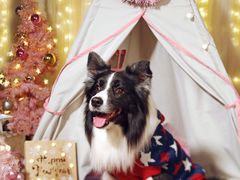 -超宠爱宠物摄影-Super pet