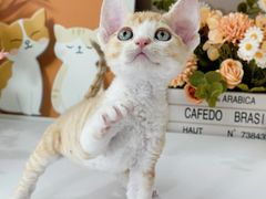 -小猫来了·猫舍(红山六九七九店)