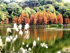 -重庆彩云湖湿地公园