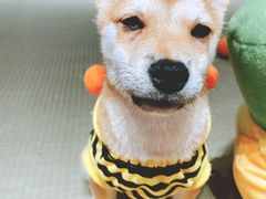 -逗柴咖啡屋·狗咖猫咖宠物桌游