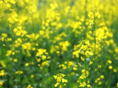 -光明小镇欢乐田园