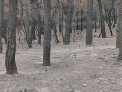 -林海公园