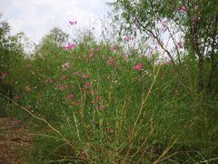 -亿利库布其七星湖沙漠生态旅游区