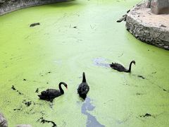 -荆州中山公园动物园