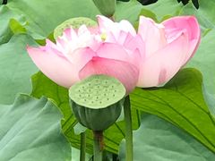 -陈家山荷花公园
