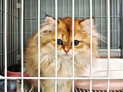 -翊宠yipet猫狗购宠庄园犬舍•猫舍