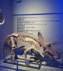 -恐龙探索乐园(磁器口店)