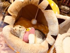 -小尾巴宠物店(万科·金域华庭店)