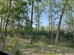 -合肥滨湖国家森林公园