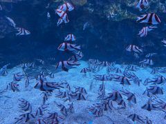 -海合安成都极地海洋公园