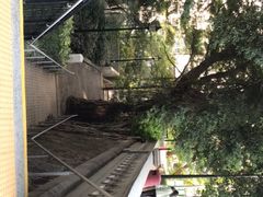 -香港佐治五世纪念公园