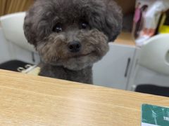-瑞派长江宠物医院·猫科·外科·24小时夜护(谊城公寓分院)