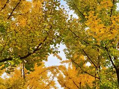 -汉长安城未央宫国家考古遗址公园