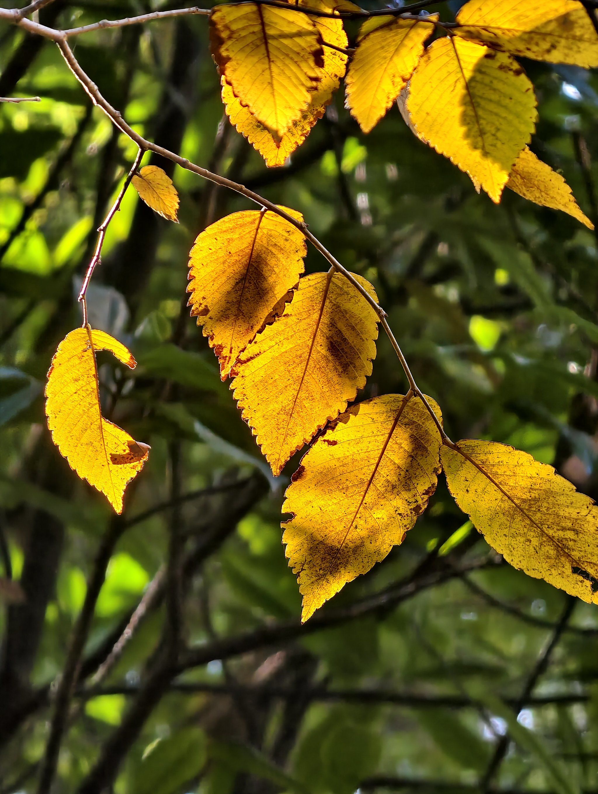 冬日摄影|金黄的树叶在阳光下闪耀,如同金子