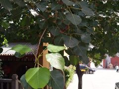 菩提树-福州开元寺