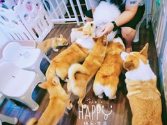 -柯斗斗主题餐厅·狗咖·围炉煮茶·茶饮(国瑞升平里店)