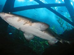 -迪拜水族馆及水下动物园