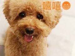 -瑞鹏宠物医院·骨科·猫科·内科(第一中心)