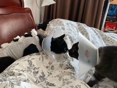 -纳吉亚猫专科动物诊疗中心(蒋宅口分院)