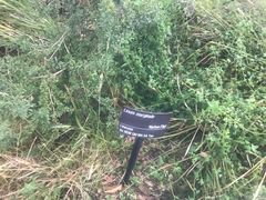-墨尔本皇家植物园
