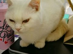 -喵的天空名猫咖啡馆·撸猫·猫舍·用品