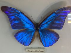 -上海大自然野生昆虫馆(东方明珠·爬宠昆虫探索中心)