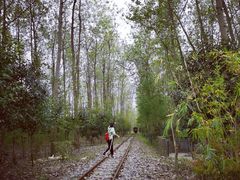 -合肥滨湖国家森林公园