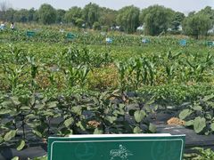 -上膳源有机农场