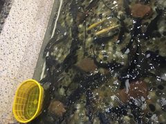 -白洋淀灶台鱼(名佳花园店)