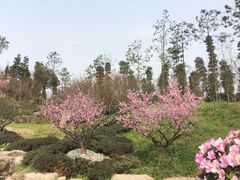 -秀丽东方