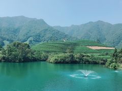 -龙坞茶村