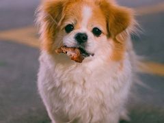 -禧凰·老上海白斩鸡辣肉面店