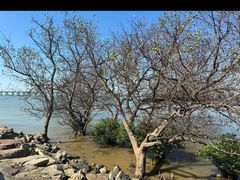 -宝安西湾红树林湿地公园