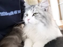 -猫腻·猫咖·撸猫馆(星光大道店)