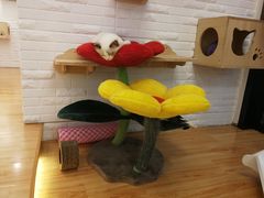 -momokira米努特·德文卷毛猫·棉花面纱犬