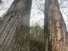 -天目山大树王景区