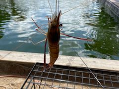 -DGE季风钓虾营地·团建·聚会