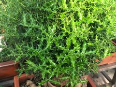 -秦美花卉(天朗·莱茵小城2期店)