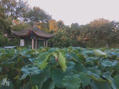 -莲湖公园