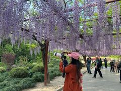 -嘉定紫藤园