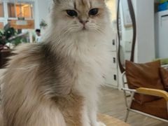 -李小姐の猫咖啡馆(五角场店)