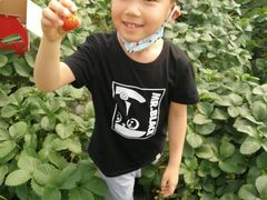-小鱼草莓采摘园农家乐·小鱼餐厅