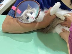 -艾贝尔宠物医院·24H转诊中心·肿瘤猫专科(江宁双龙店)
